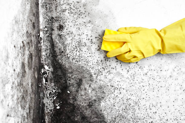 Best Crawl Space Mold Removal  in Cricket, NC