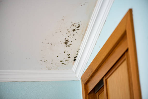Best Commercial Mold Removal  in Cricket, NC