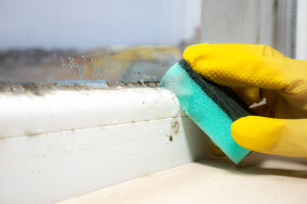 Best Mold Damage Repair  in Cricket, NC