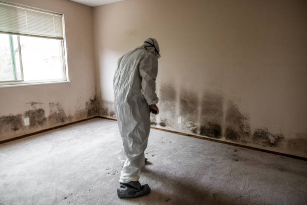 Trusted Cricket, NC Mold Removal Experts