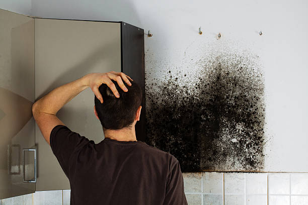 Best Mold Damage Repair  in Cricket, NC