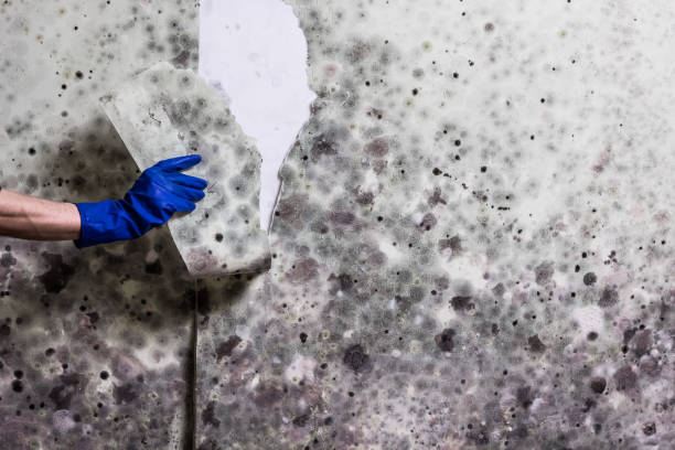 Best Water Damage Restoration  in Cricket, NC