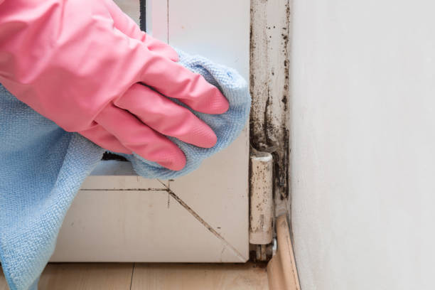 Best Mold Cleaning Services  in Cricket, NC