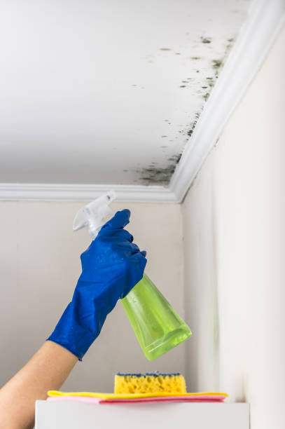 Best Professional Mold Removal  in Cricket, NC