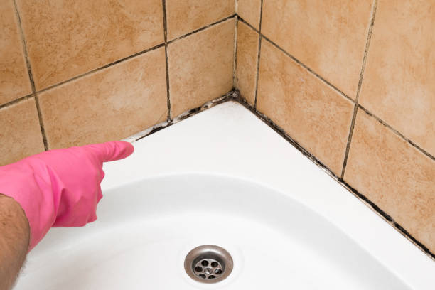 Best Residential Mold Removal  in Cricket, NC